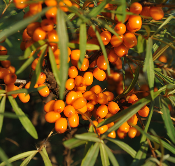 Sea Buckthorn