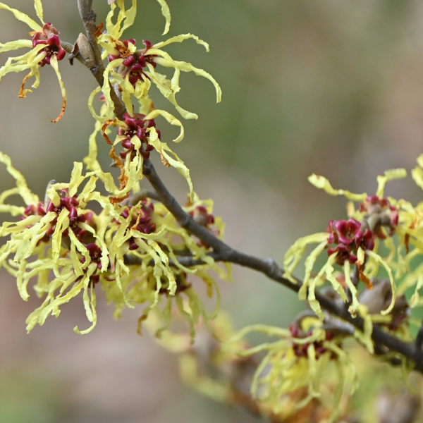 Witch Hazel