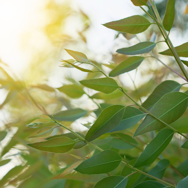 Eucalyptus Oil