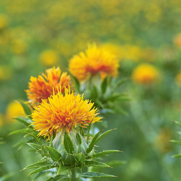 Safflower Seed Oil