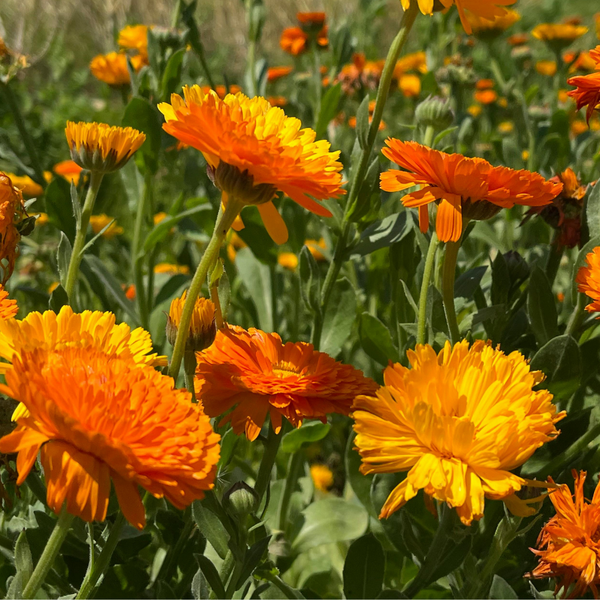 Calendula Extract
