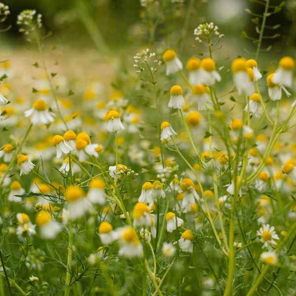 Chamomile Extract