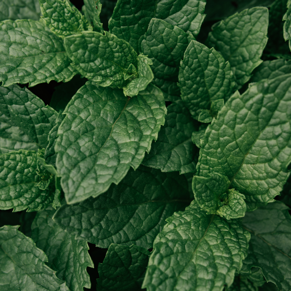 Peppermint Oil