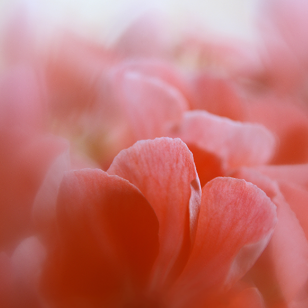 Rose Water
